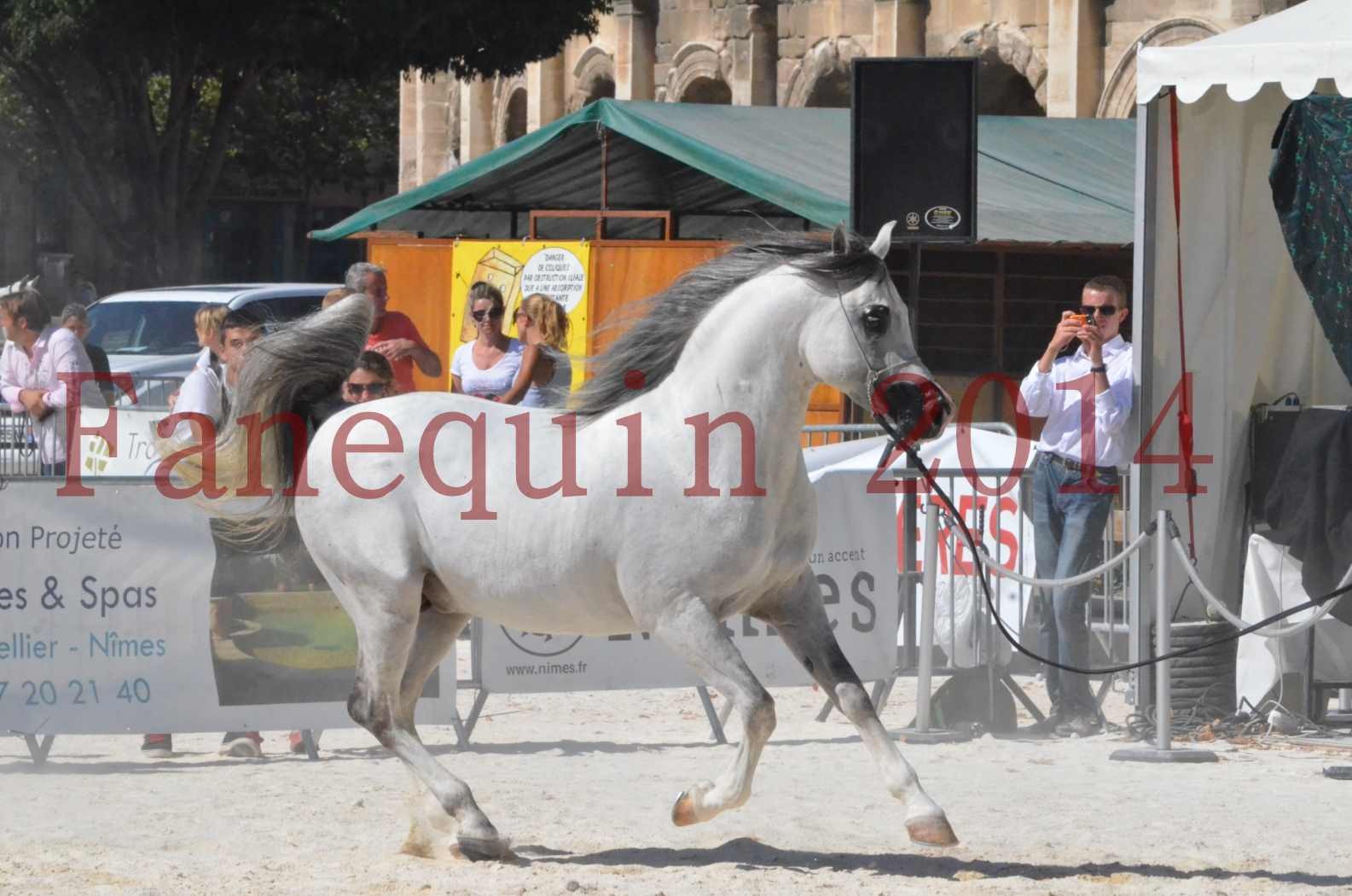 Concours National de Nîmes de chevaux ARABES 2014 - Sélection - SHAOLIN DE NEDJAIA - 36