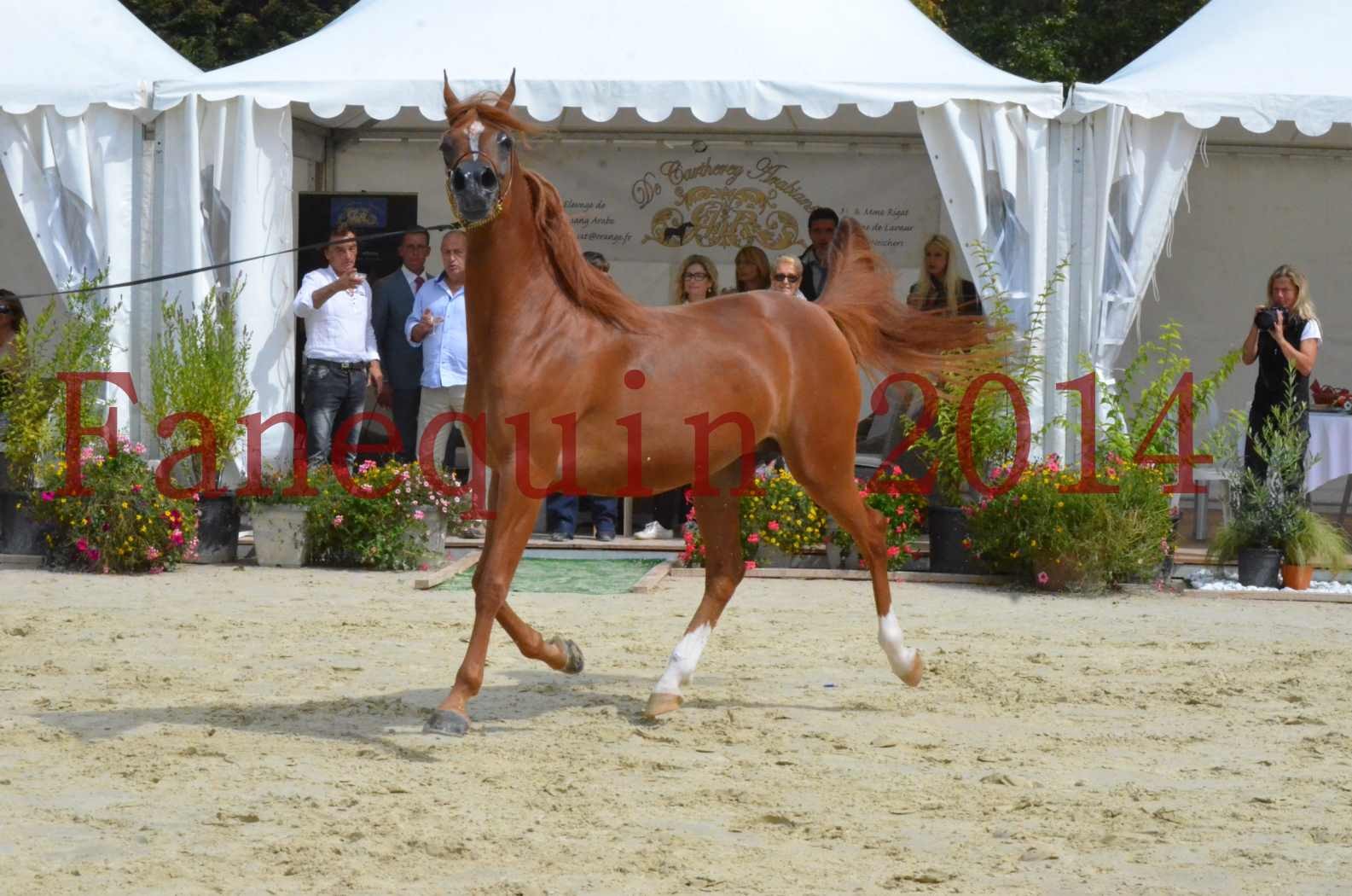 ﻿CHAMPIONNAT DE FRANCE 2014 A POMPADOUR - Championnat - KINSHASA JA - 32