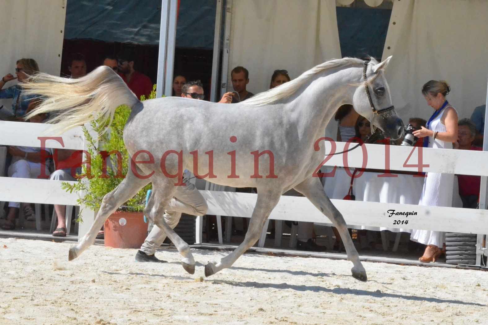 Championnat Juniors Femelles - Médaille d'ARGENT - VOLODIA DE LAFON - 01