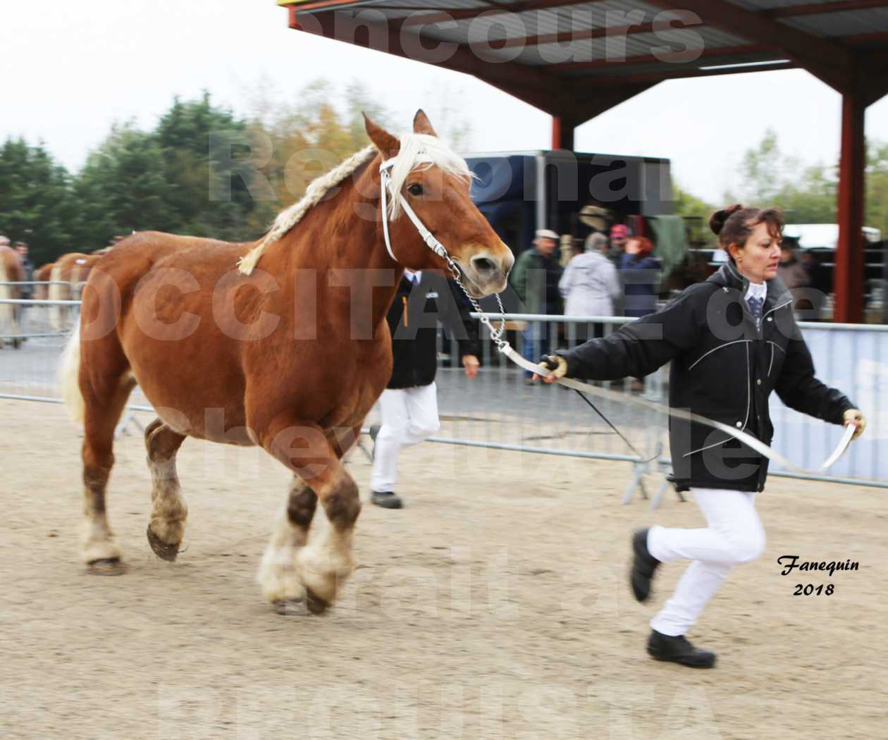 Concours Régional "OCCITANIE" de Chevaux de Traits à REQUISTA en 2018 - UDINE DE CLAUMONT - 4