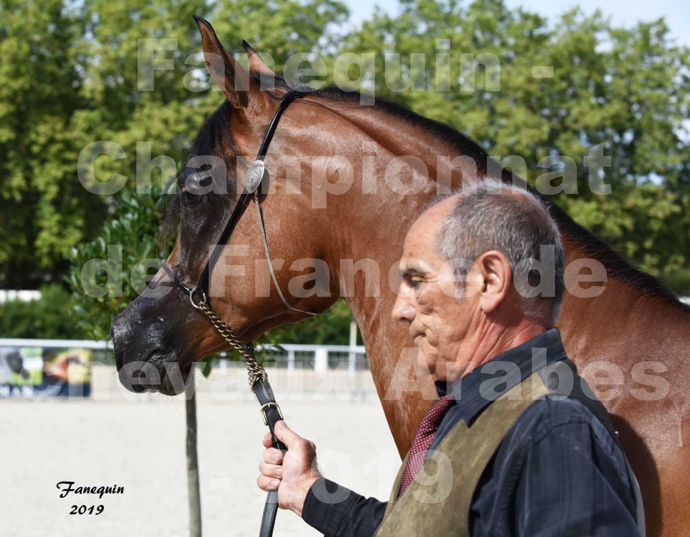 Championnat de France des chevaux Arabes en 2019 à VICHY - SH CHARISMA - Portraits - 1