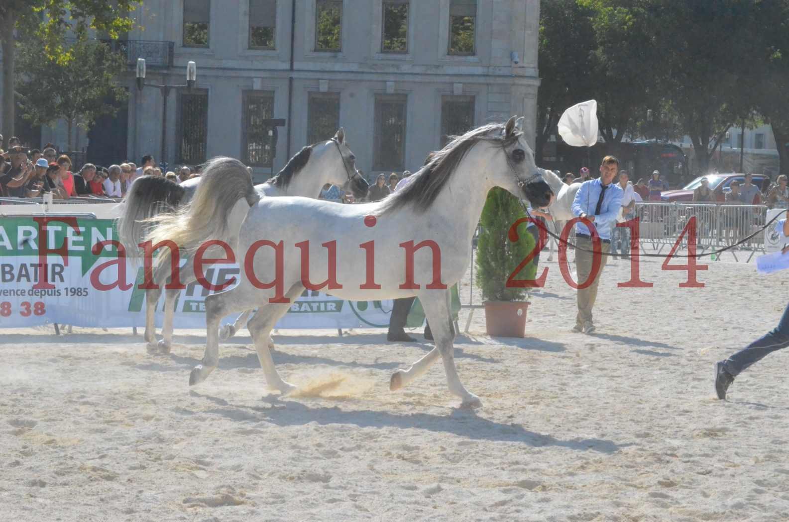 Concours National de Nîmes de chevaux ARABES 2014 - Championnat - SHAOLIN DE NEDJAIA - 06