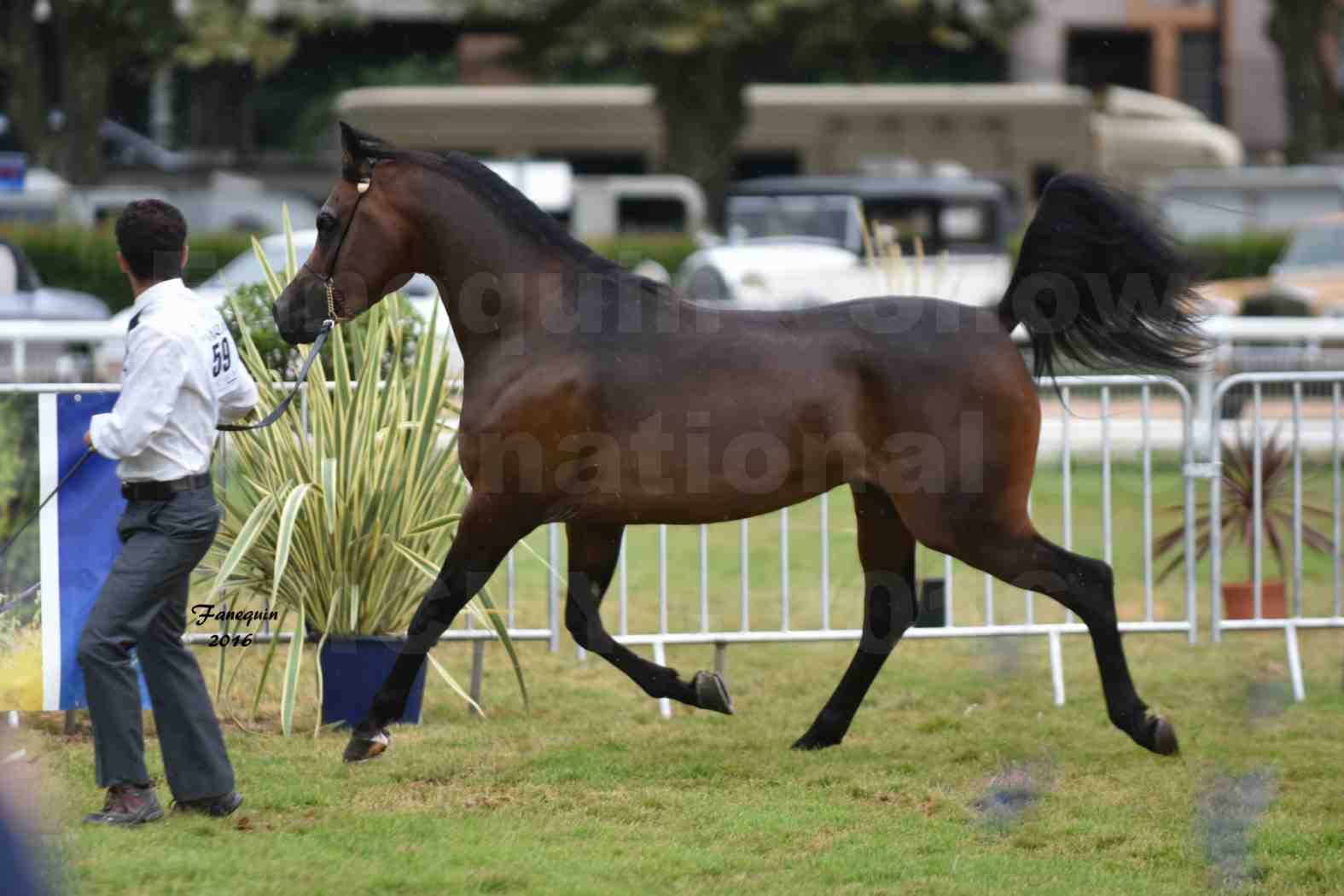 International Arabian Horse Show B de VICHY 2016 - MILLIAR