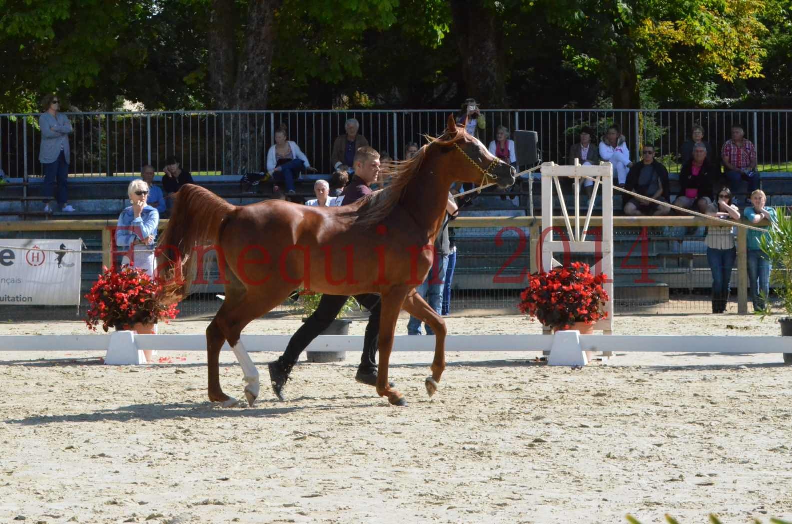 Championnat de FRANCE 2014 - Amateurs - SELECTO IBN SAMAWI - 001