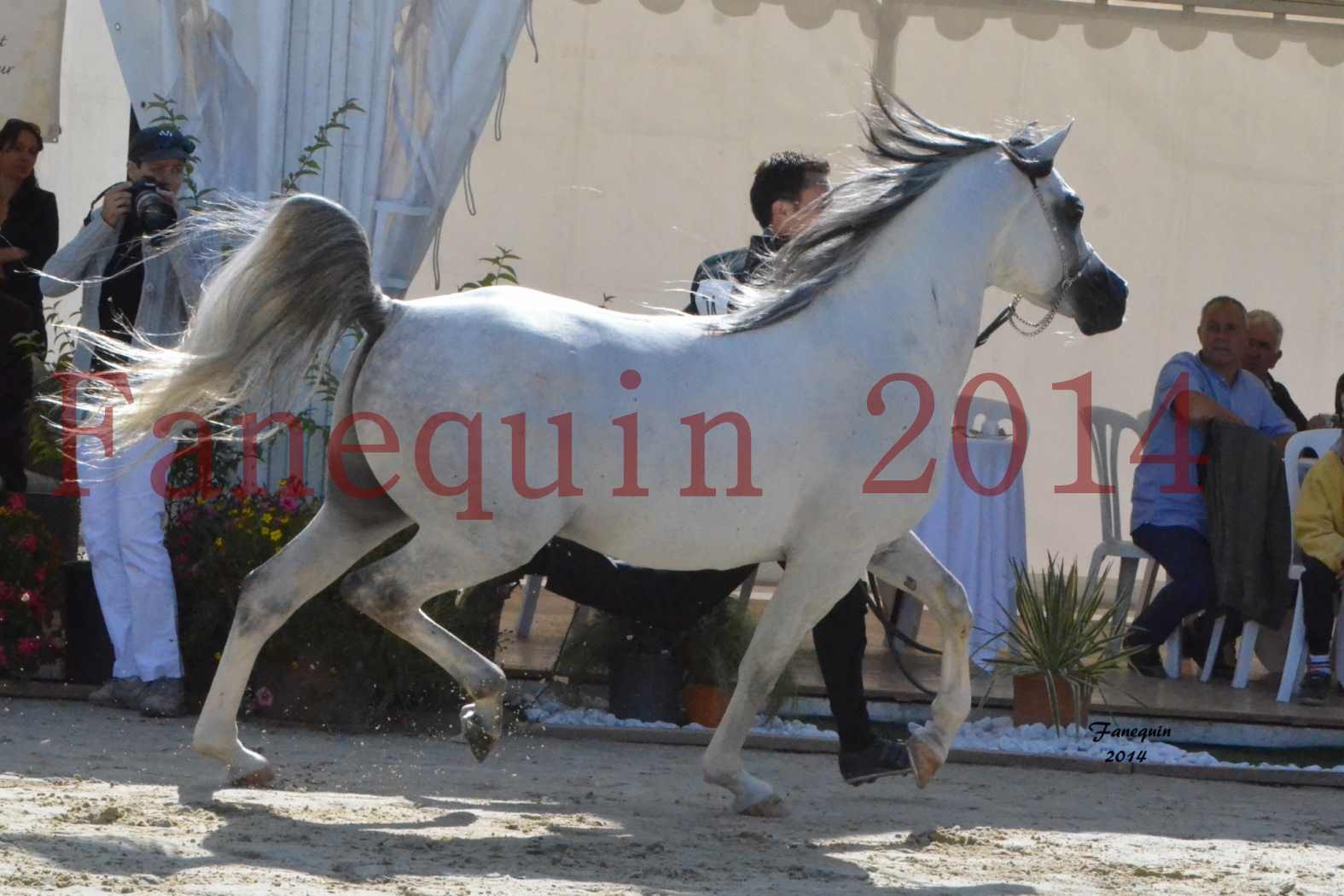 CHAMPIONNAT DE FRANCE  2014 A POMPADOUR - Notre Sélection - SHAOLIN DE NEDJAIA - 16