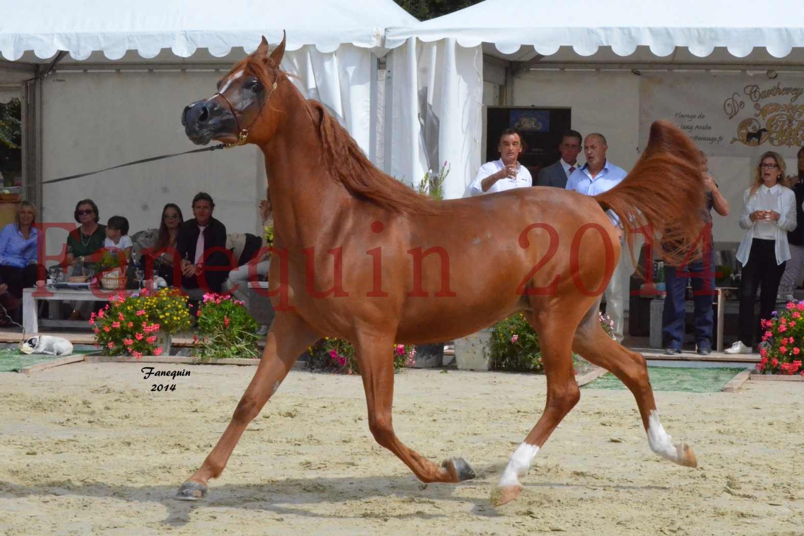 ﻿CHAMPIONNAT DE FRANCE 2014 A POMPADOUR - Notre Sélection - KINSHASA JA - 27