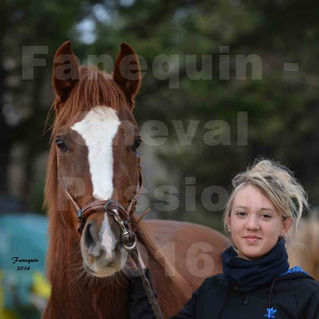 Cheval Passion 2016 - Portraits de Chevaux Arabes - élevage EL MAGLEP ARABIANS - 5