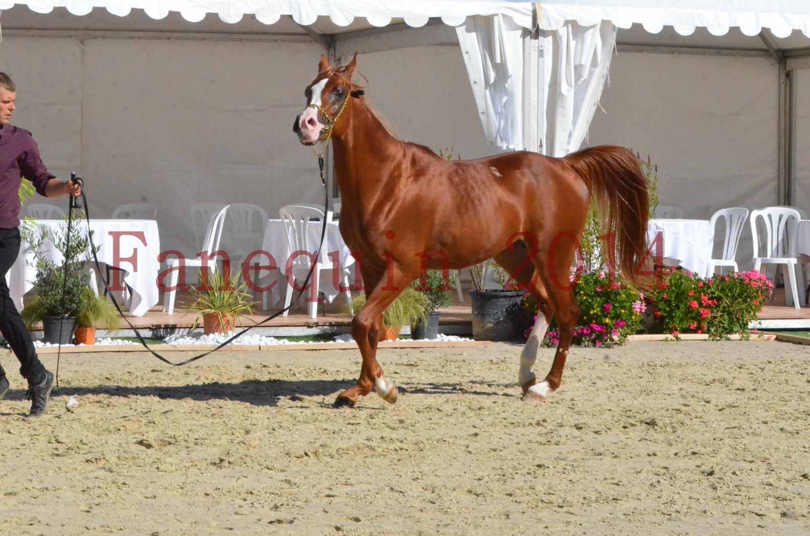 Championnat de FRANCE 2014 - Amateurs - SELECTO IBN SAMAWI - 056