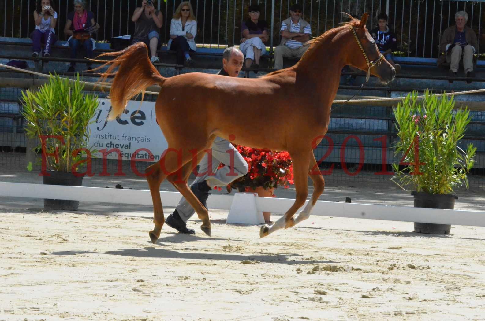 Championnat de FRANCE 2014 - Amateurs - SH CALLAS BINT ARMANI - 06