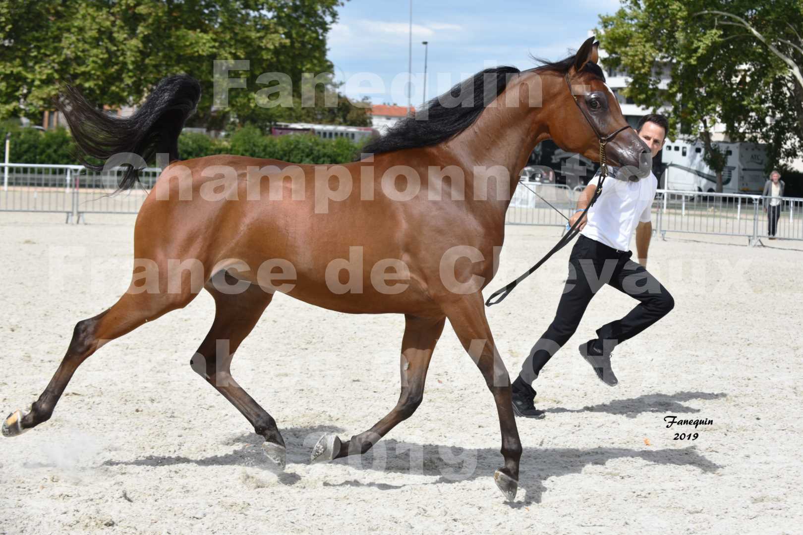 Championnat de France des chevaux Arabes en 2019 à VICHY - MADONNA J - 3