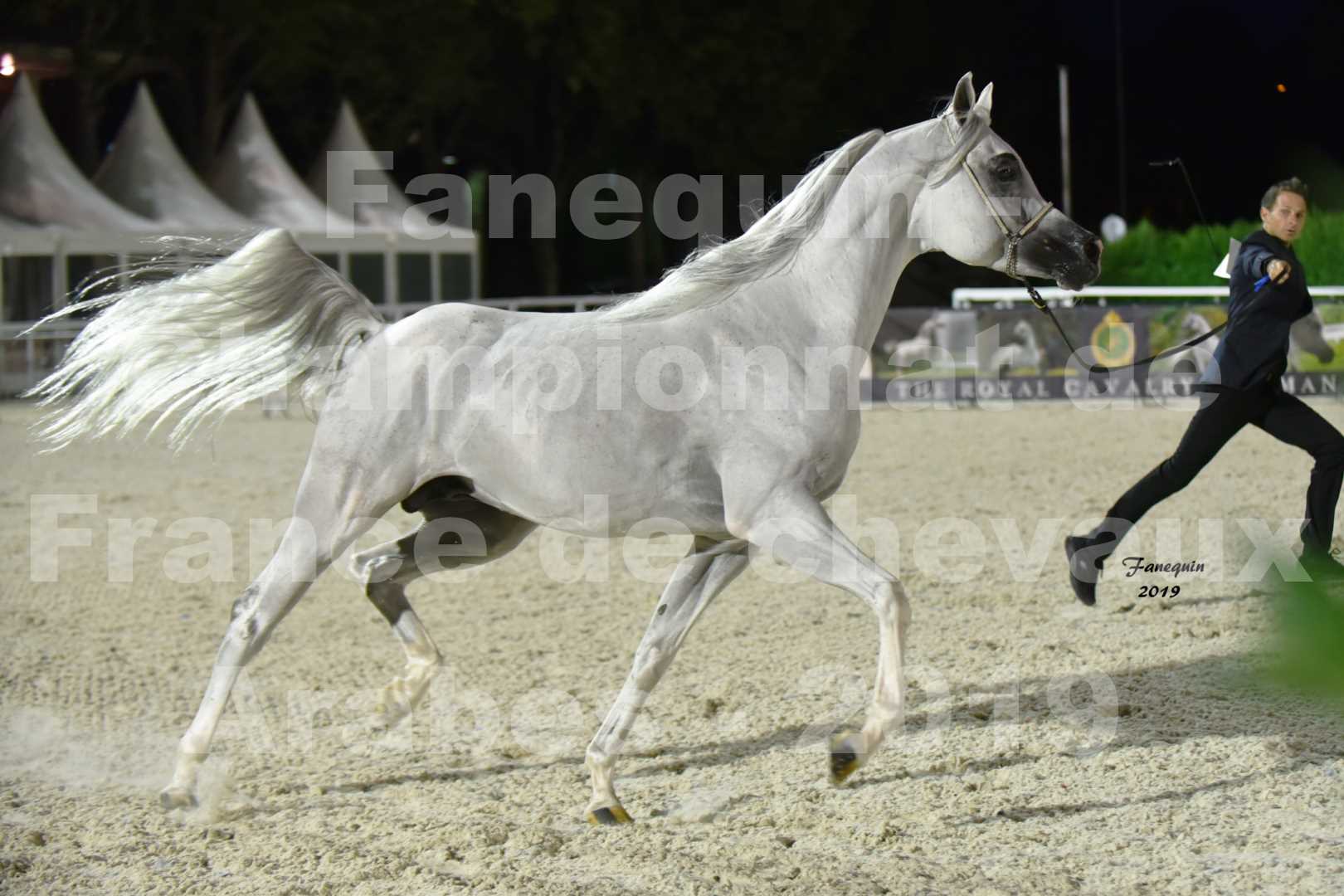 Championnat de France des chevaux Arabes en 2019 à VICHY - SHAMS EL ASHIRAF - 2