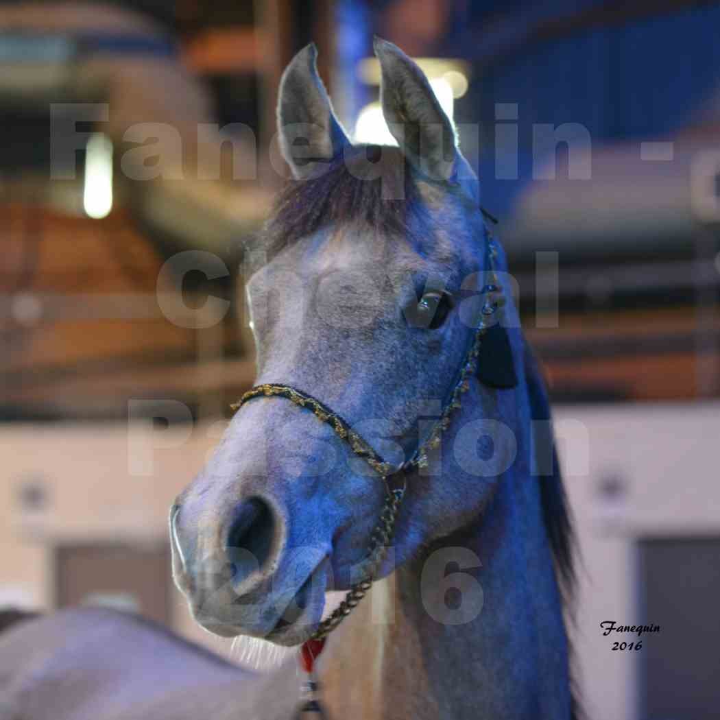 Cheval Passion 2016 - Portraits de Chevaux Arabes - 2