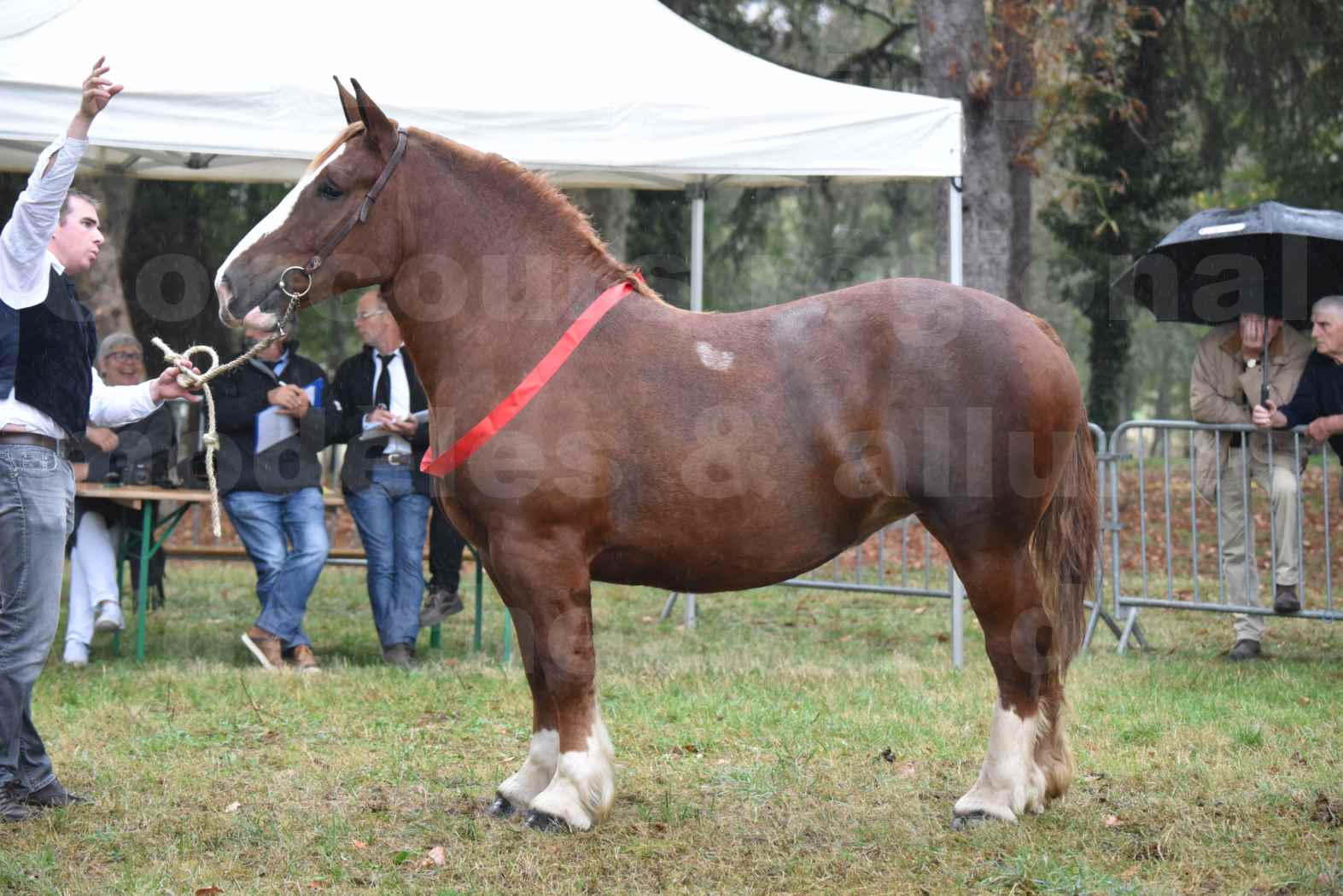 Concours Régional de chevaux de traits en 2017 - Pouliche trait BRETON - EDEN DE LA MOTTE - 09