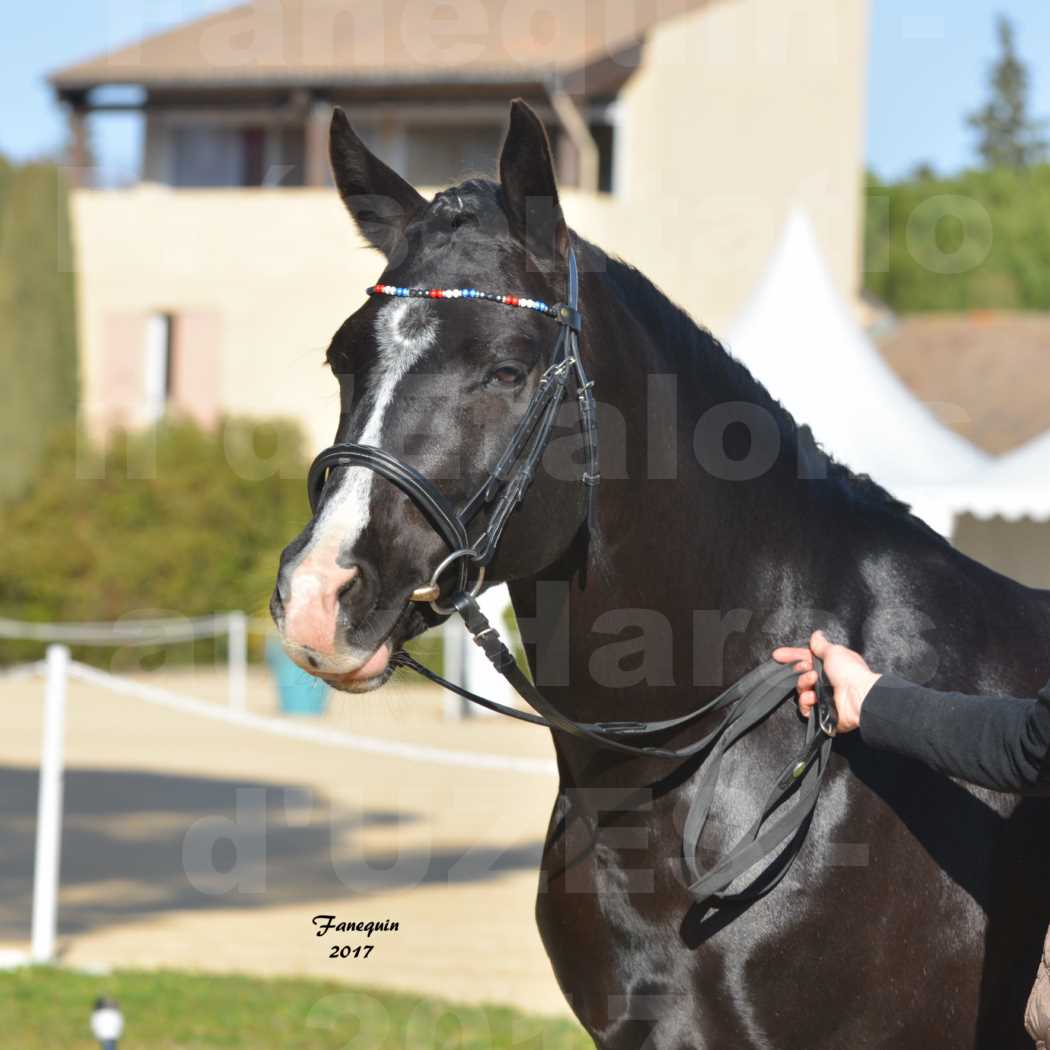 Présentation d’Étalons aux Haras d'UZES - Présentation en main - Portraits - VOLUPTO DES BOURDONS - 2