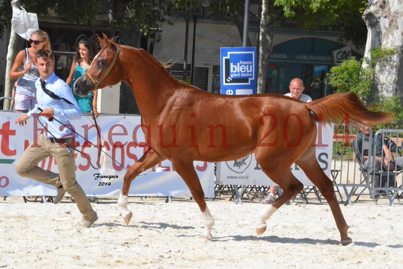 Concours National de Nîmes de chevaux ARABES 2014 - Notre Sélection - DZHARI NUNKI - 05