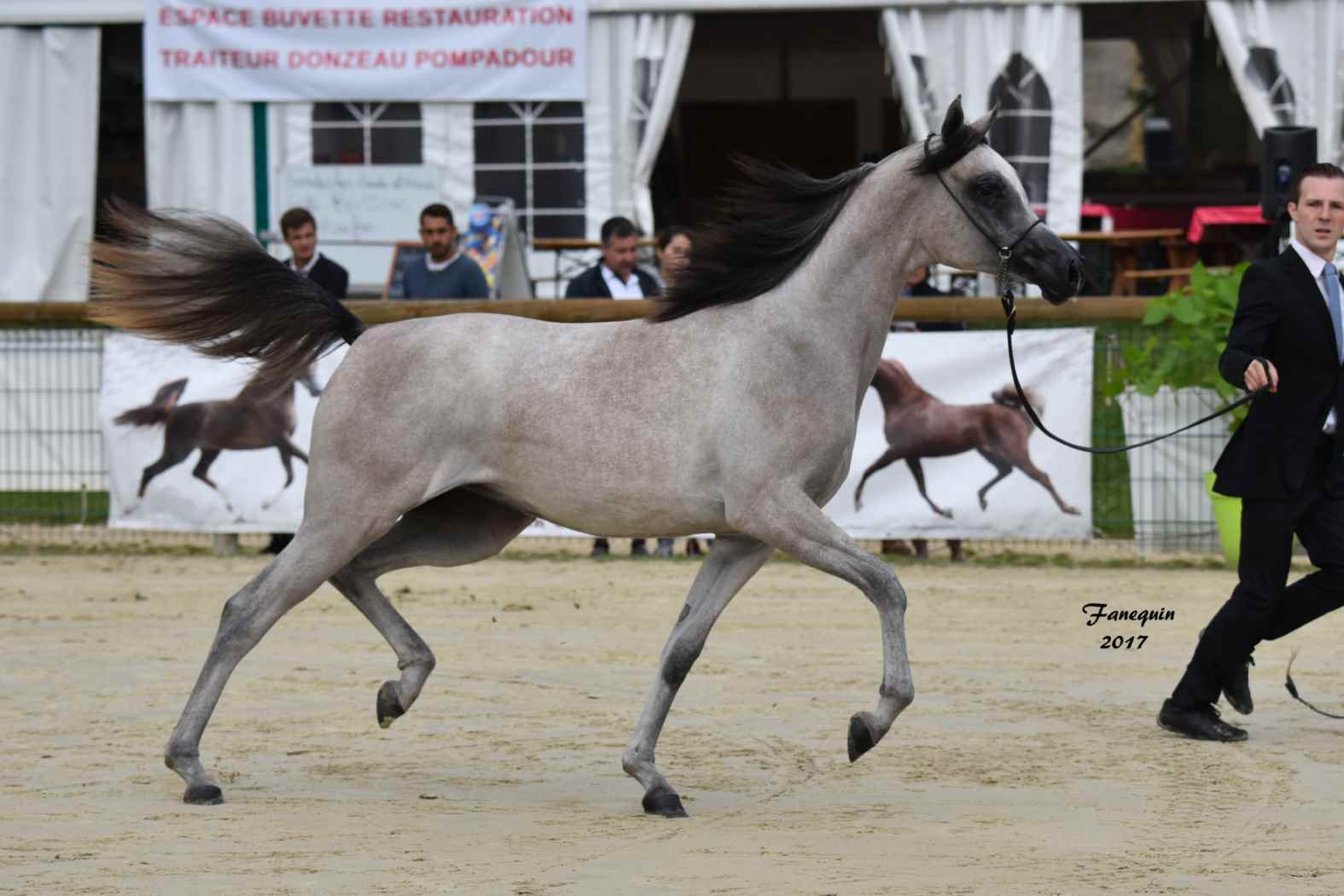 Championnat de France de Chevaux Arabes à Pompadour en 2017 - FATIN ALBIDAYER - 1