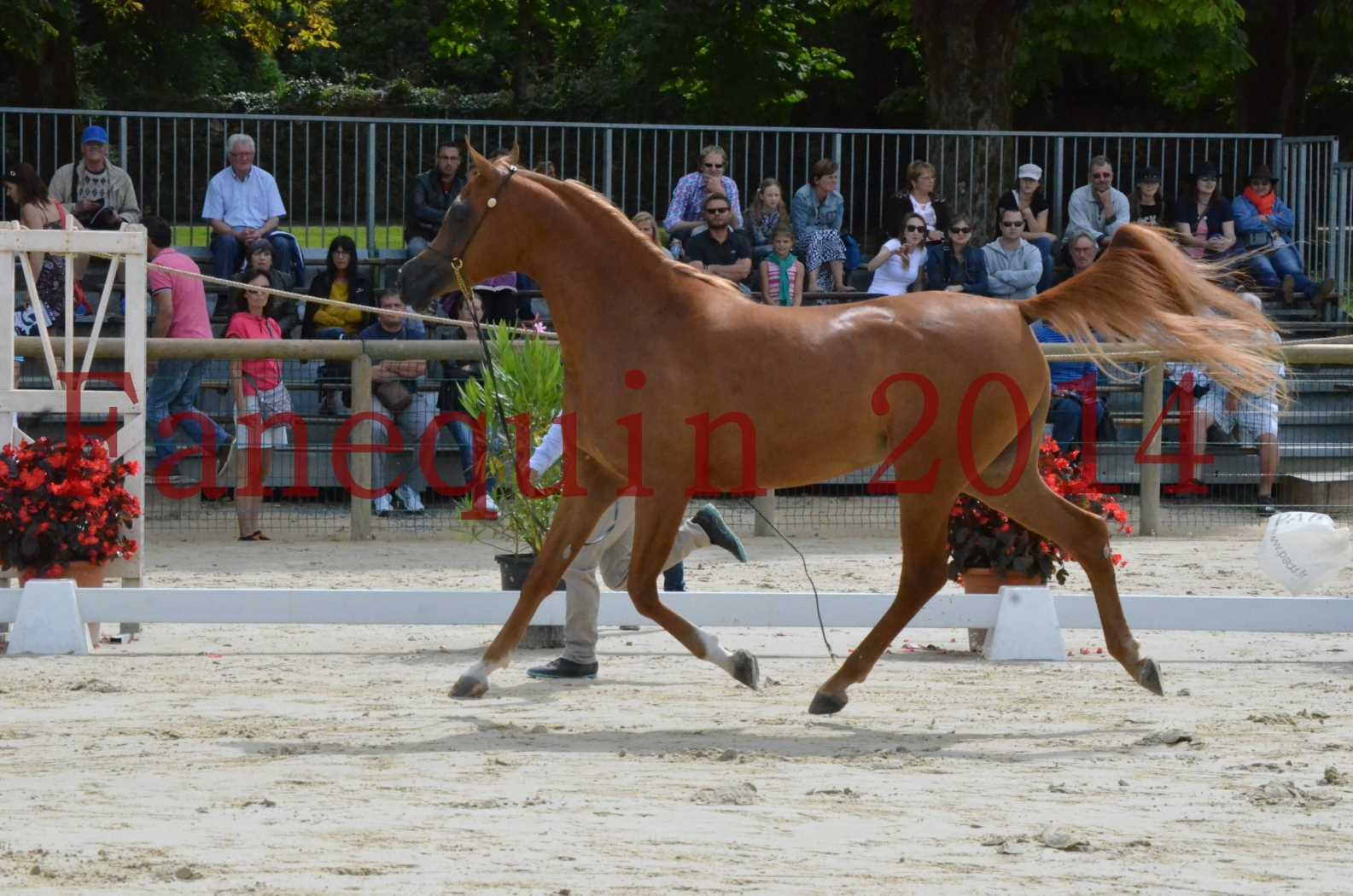 ﻿CHAMPIONNAT DE FRANCE 2014 A POMPADOUR - Championnat - LUTFINAH JA - 05