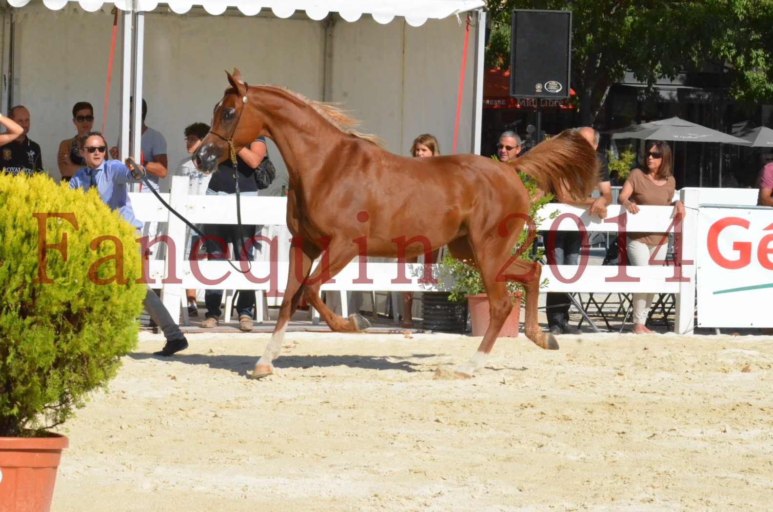 Concours National de Nîmes de chevaux ARABES 2014 - Championnat - MASSAI DE BARREL - 56