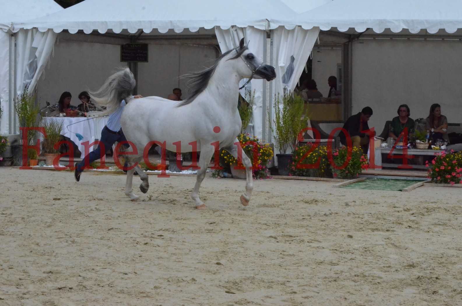 CHAMPIONNAT DE FRANCE  2014 A POMPADOUR - Championnat - SHAOLIN DE NEDJAIA - 13