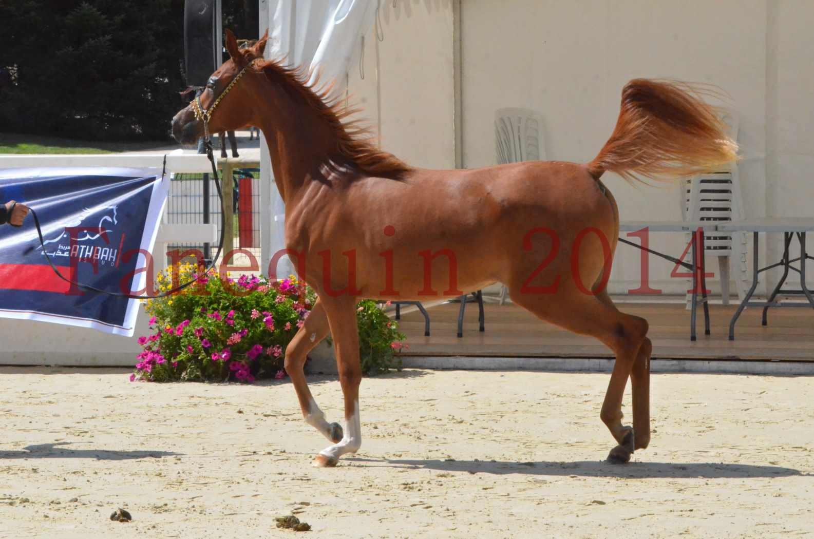 Championnat de FRANCE 2014 - Amateurs - SH CALLAS BINT ARMANI - 10