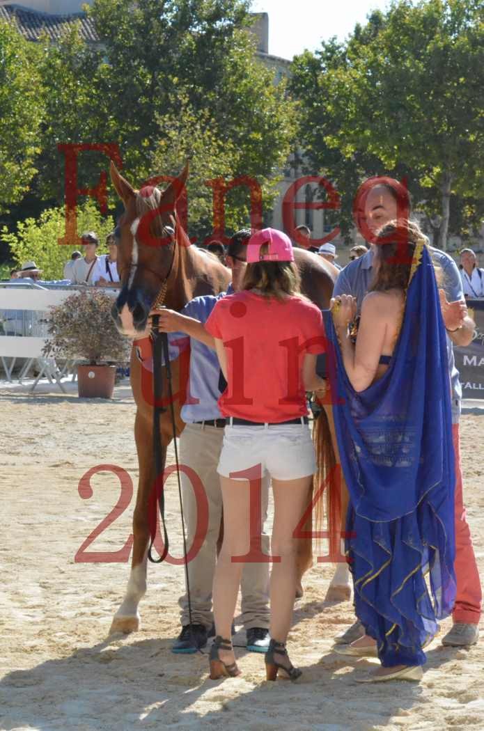 Concours National de Nîmes de chevaux ARABES 2014 - Championnat - MASSAI DE BARREL - 01