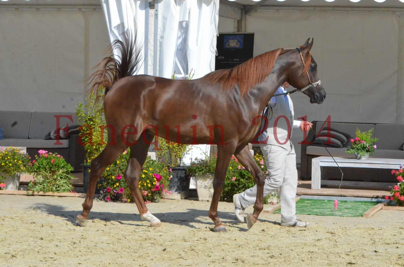 Championnat de FRANCE 2014 - Amateurs - LAMAL - 25