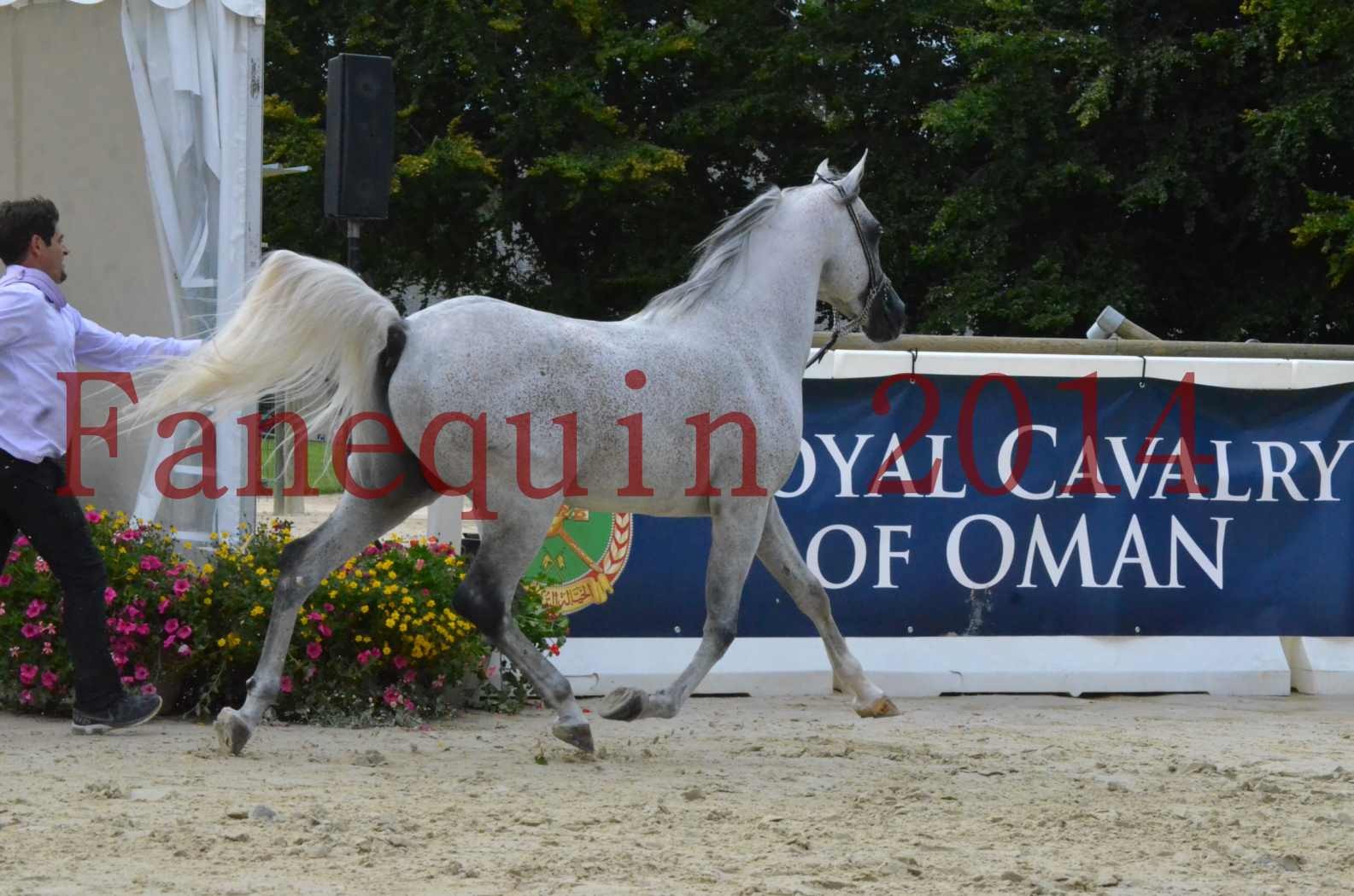 CHAMPIONNAT DE FRANCE  2014 A POMPADOUR - Championnat - SHEYK DE GARGASSAN - 11