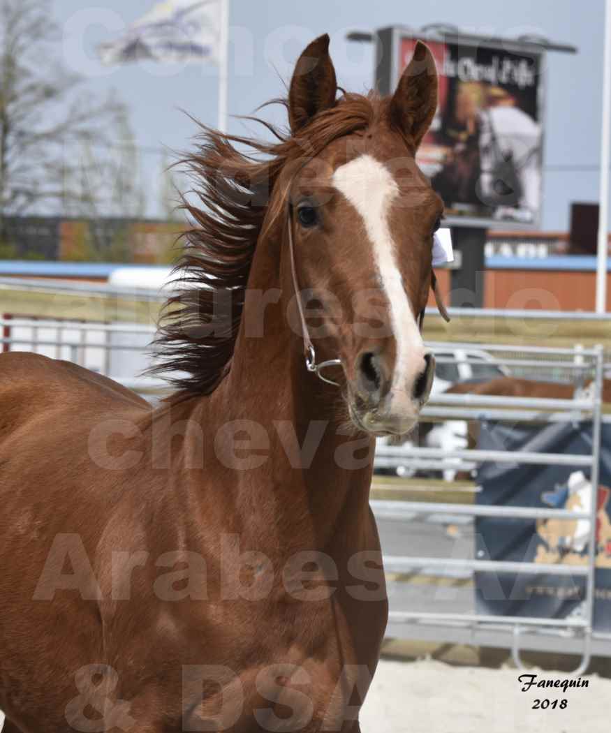 Concours d'élevage de Chevaux Arabes - D. S. A. - A. A. - ALBI les 6 & 7 Avril 2018 - FLEURON CONDO - Notre Sélection - Portraits - 4