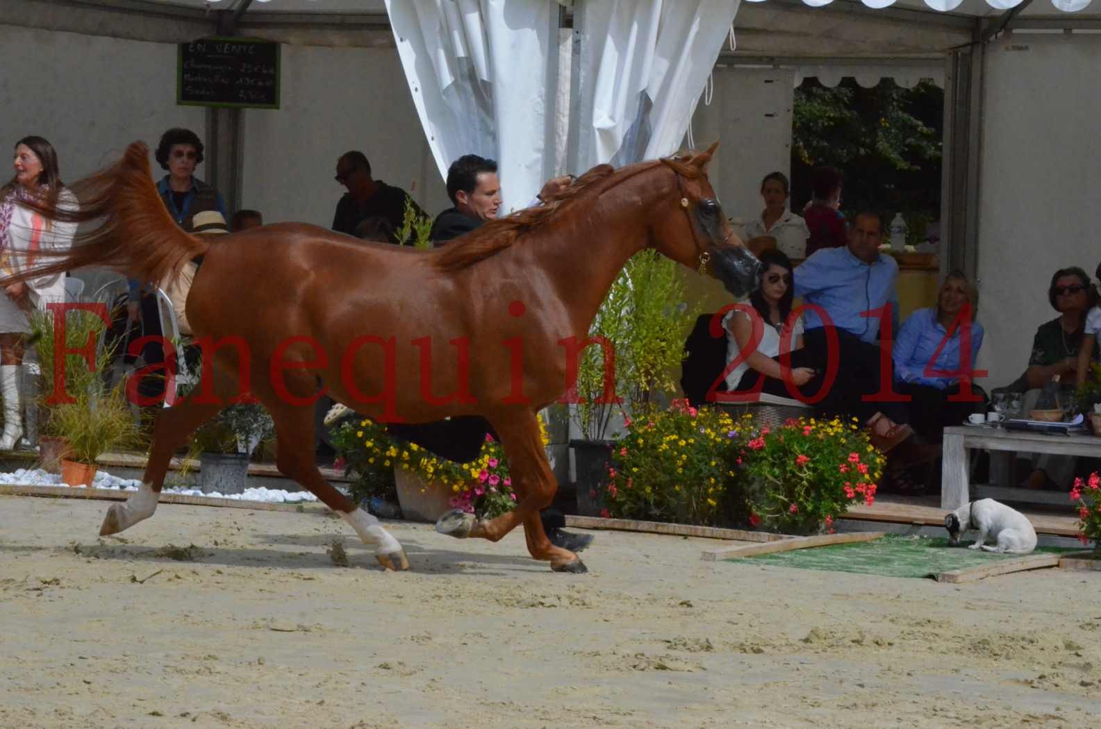 ﻿CHAMPIONNAT DE FRANCE 2014 A POMPADOUR - Championnat - KINSHASA JA - 29