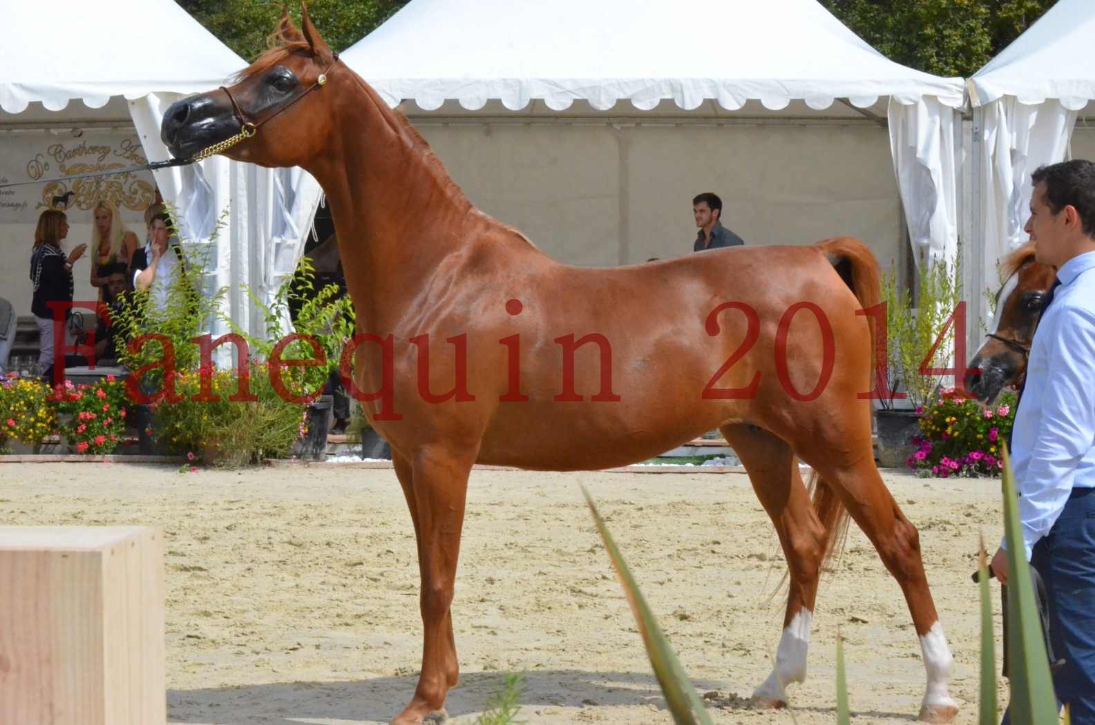 ﻿CHAMPIONNAT DE FRANCE 2014 A POMPADOUR - Championnat - KINSHASA JA - 49