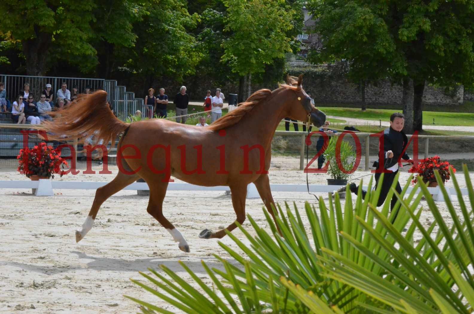 ﻿CHAMPIONNAT DE FRANCE 2014 A POMPADOUR - Championnat - KINSHASA JA - 05