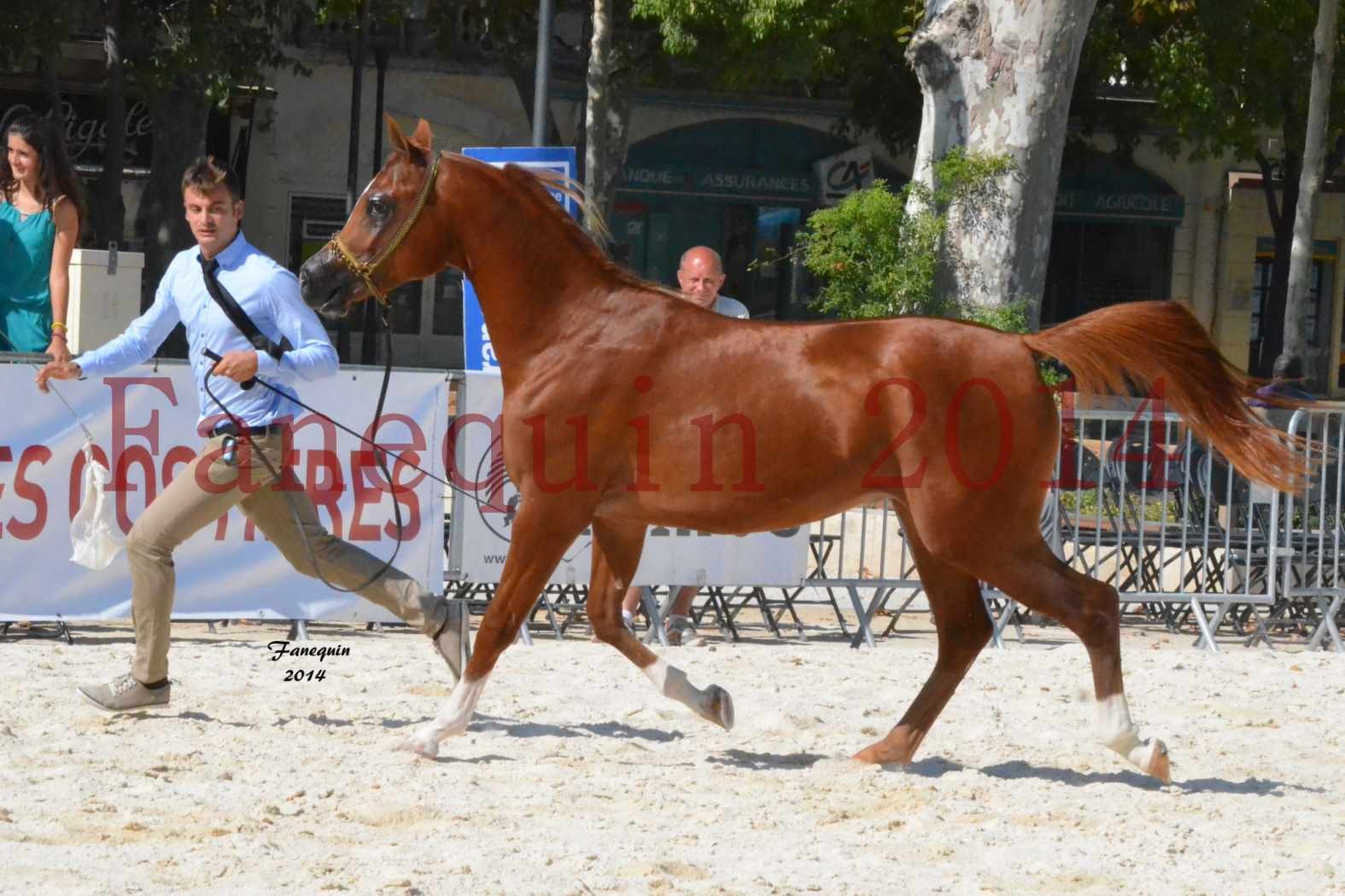 Concours National de Nîmes de chevaux ARABES 2014 - Notre Sélection - DZHARI NUNKI - 04