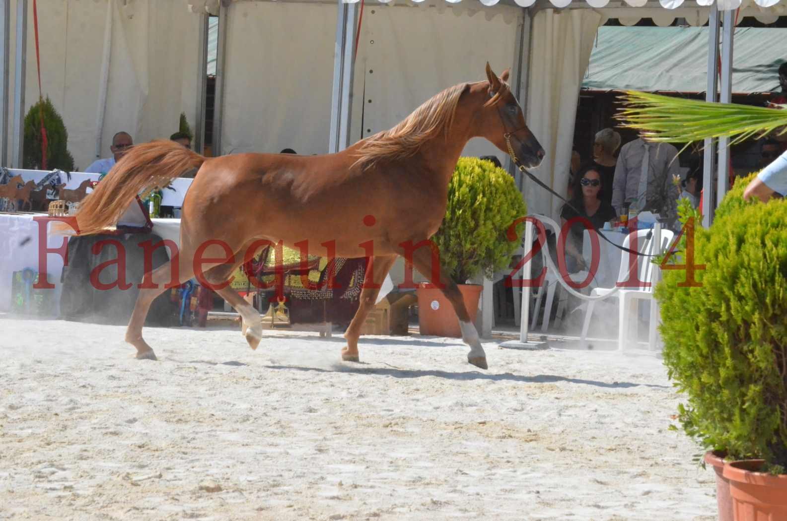 Concours National de Nîmes de chevaux ARABES 2014 - Championnat - MASSAI DE BARREL - 24
