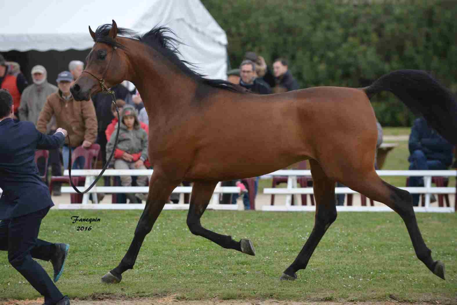 Présentation d'étalons au Haras d'UZES - en longe - MAMOUN ALBIDAYER - 5