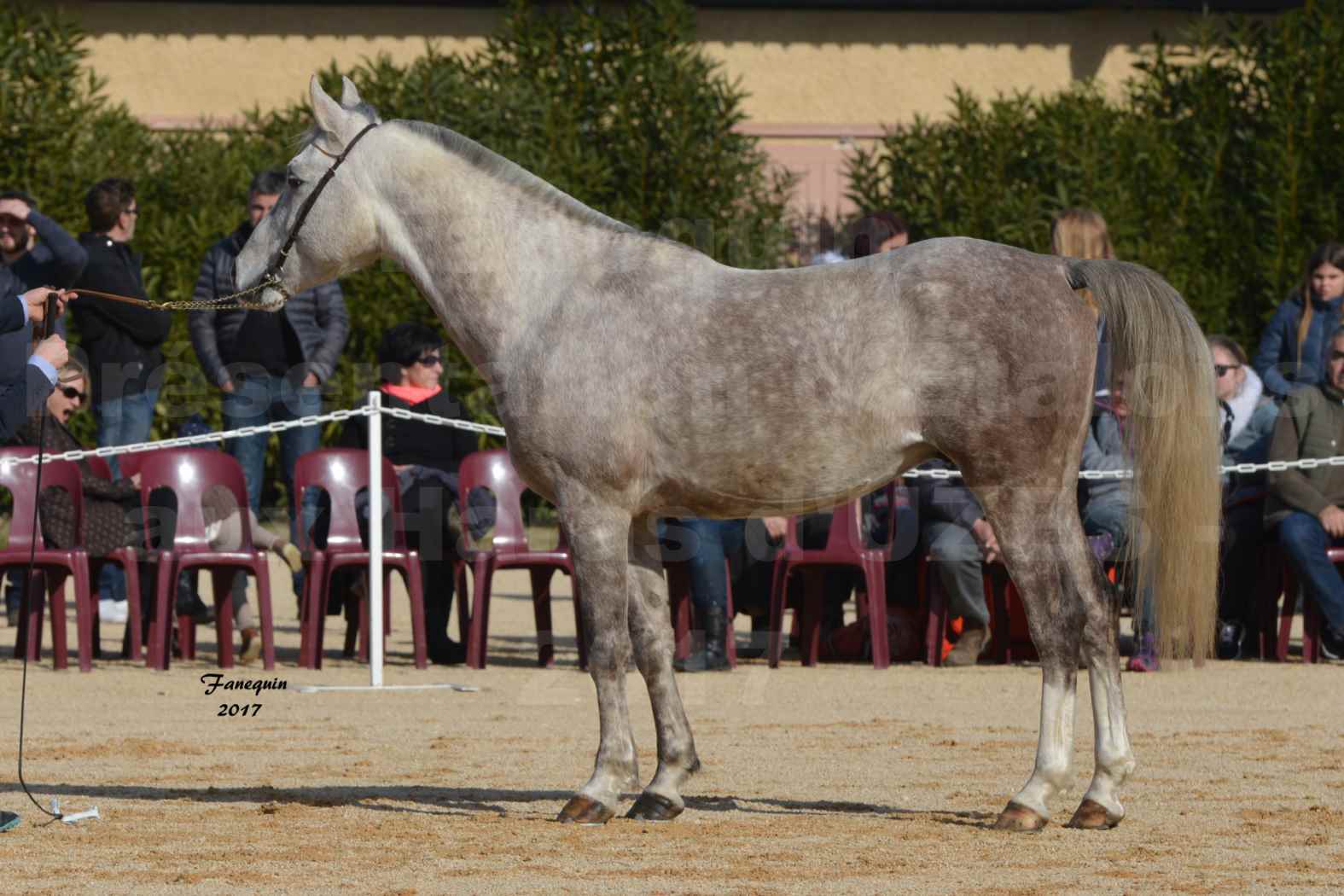 Présentation d’Étalons aux Haras d'UZES - Présentation en longe - NAFSTALIK DE L'ARLYNE - 2