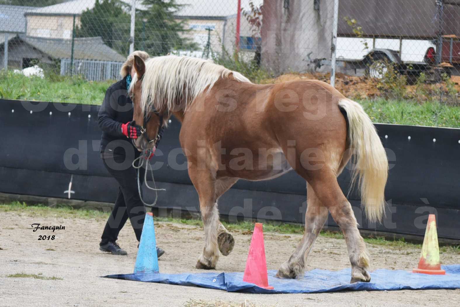 Concours Régional "OCCITANIE" de Chevaux de Traits à REQUISTA en 2018 - Concours Label Loisirs - GASPARINE 3 - 3