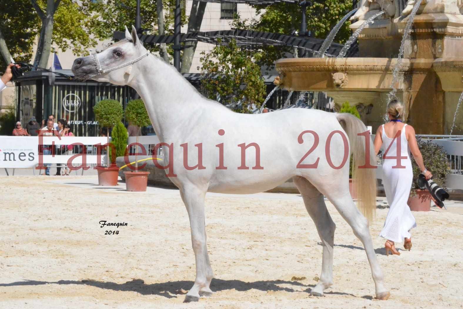 Concours National de Nîmes de chevaux ARABES 2014 - ENVY ETERNITY - 08