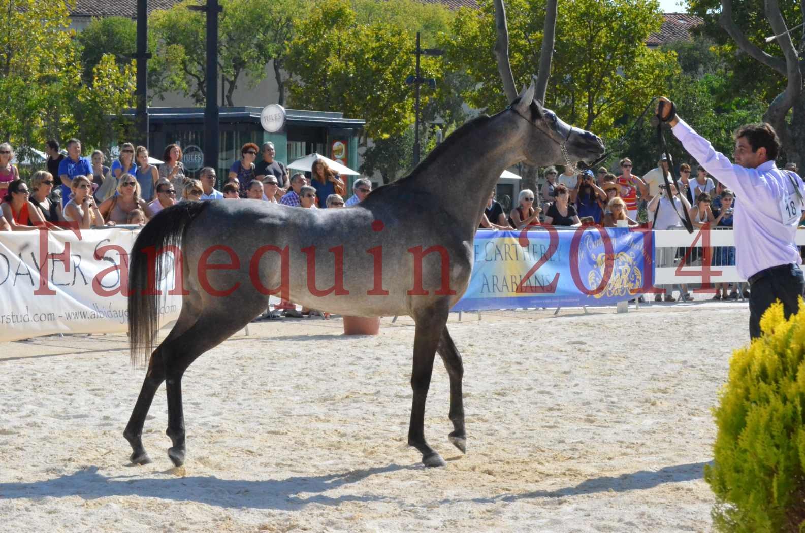 Concours National de Nîmes de chevaux ARABES 2014 - Championnat - JOSEPH'S BOUZIOLS - C 18