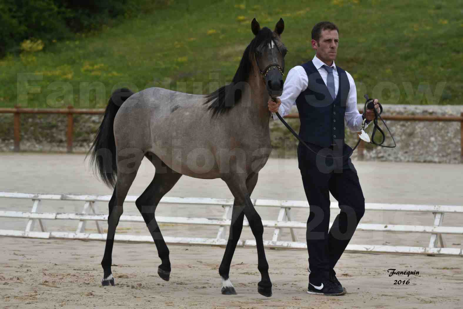 Show national de chevaux arabe de CHAZEY sur AIN - FALOUKA - 3