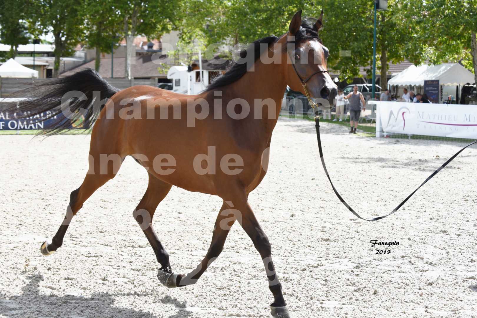 Championnat de France des chevaux Arabes en 2019 à VICHY - MADONNA J - 1