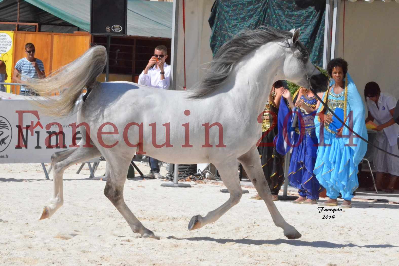 Concours National de Nîmes de chevaux ARABES 2014 - Notre Sélection - SHAOLIN DE NEDJAIA - 08