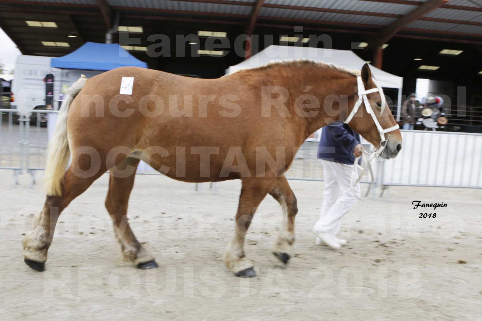 Concours Régional "OCCITANIE" de Chevaux de Traits à REQUISTA en 2018 - FIDJY DE GRILLOLES - 1