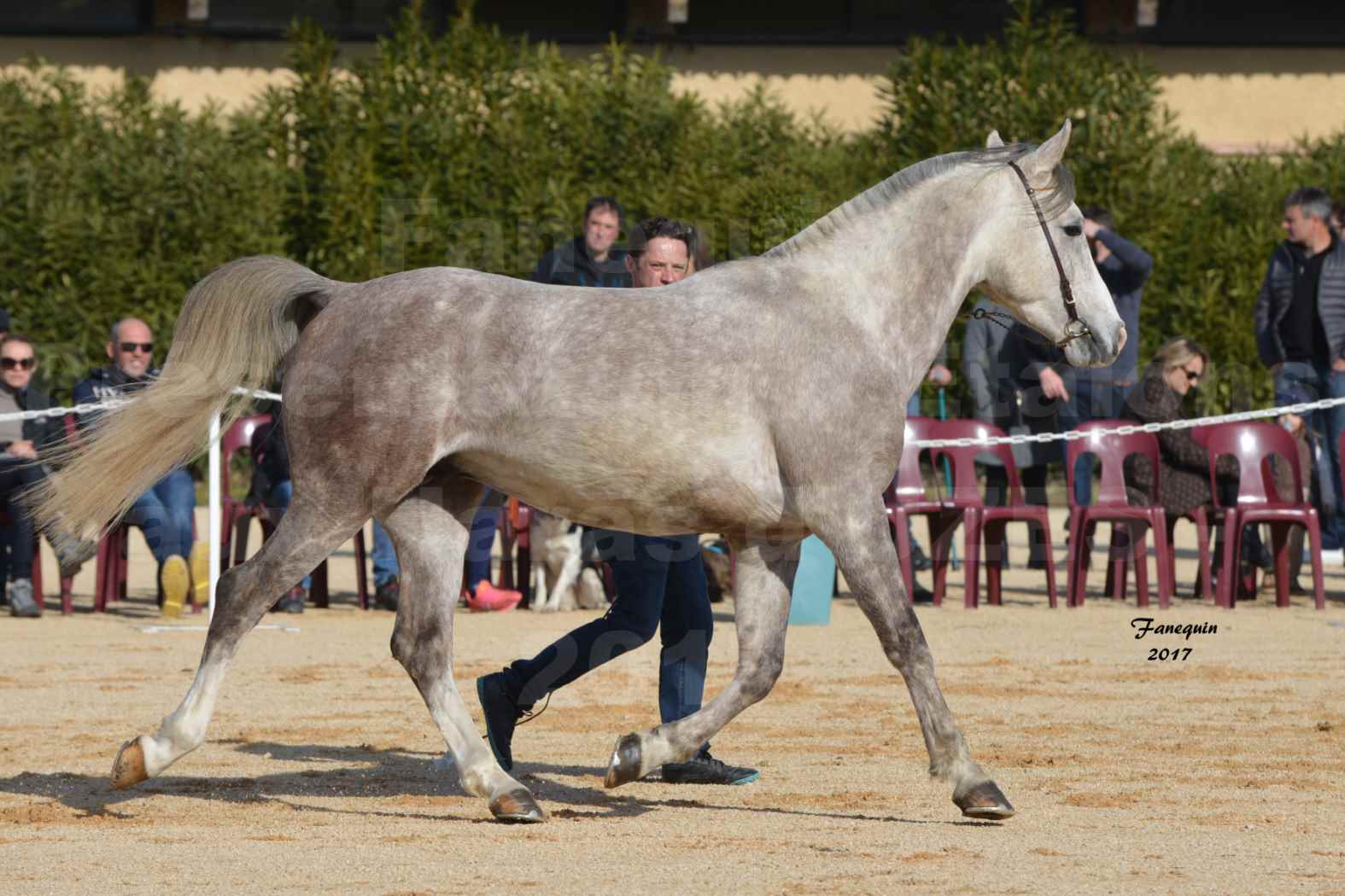 Présentation d’Étalons aux Haras d'UZES - Présentation en longe - NAFSTALIK DE L'ARLYNE - 1