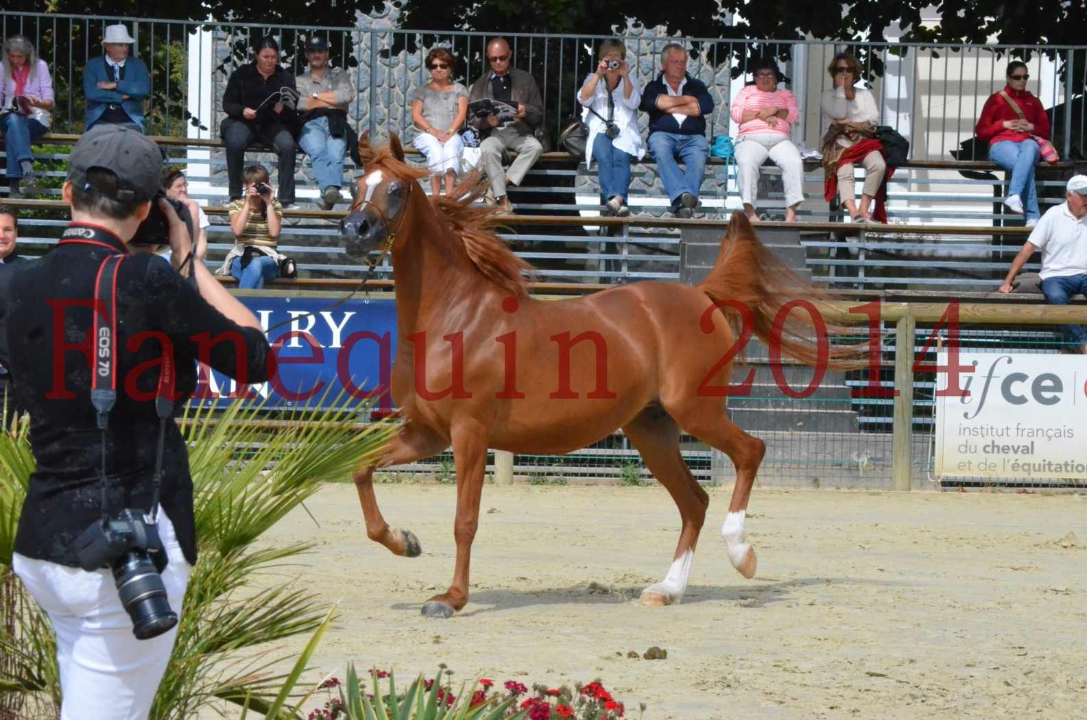 ﻿CHAMPIONNAT DE FRANCE 2014 A POMPADOUR - Championnat - KINSHASA JA - 18