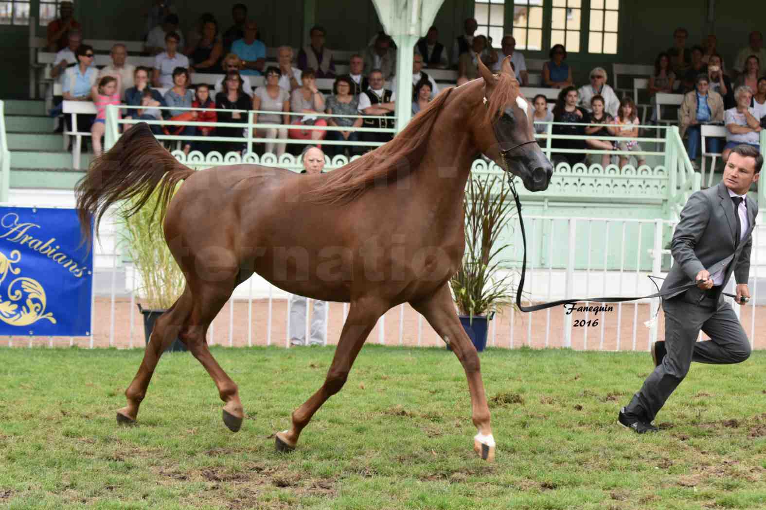 International Arabian Horse Show B de VICHY 2016 - PEARL DE DJOON - Notre Sélection - 13