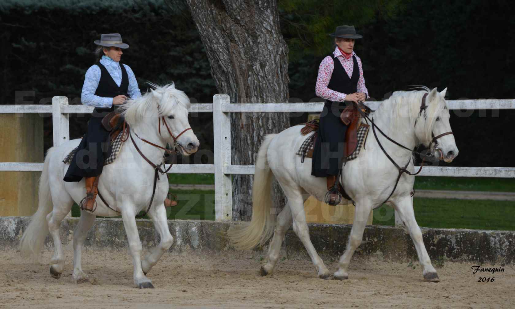 Présentation d’Étalons aux Haras d'UZES en 2016 - Présentation monté - IOULIER DU RHONY - 2