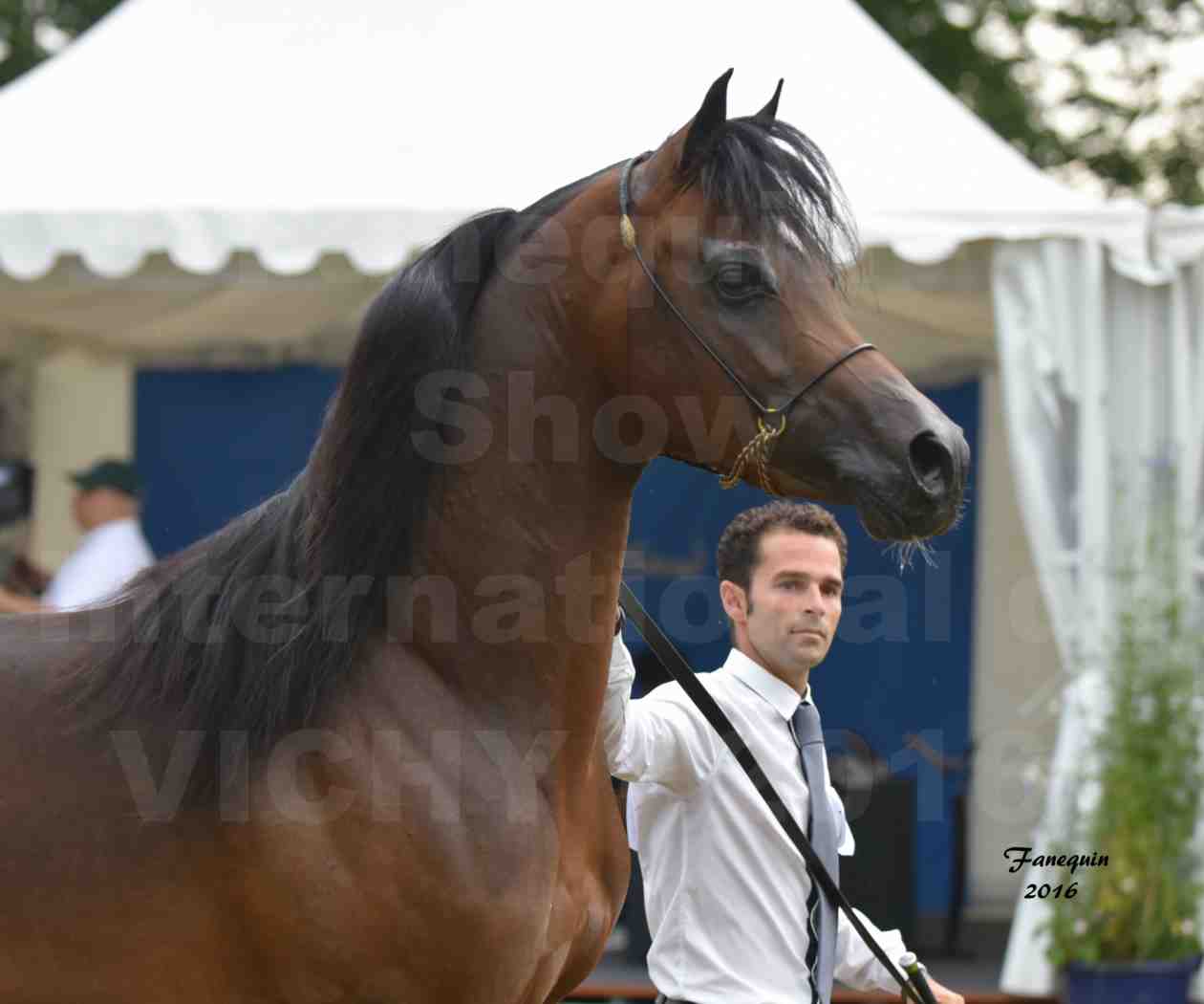 International Arabian Horse Show B de VICHY 2016 - MILLIAR - Notre Sélection - Portraits - 5