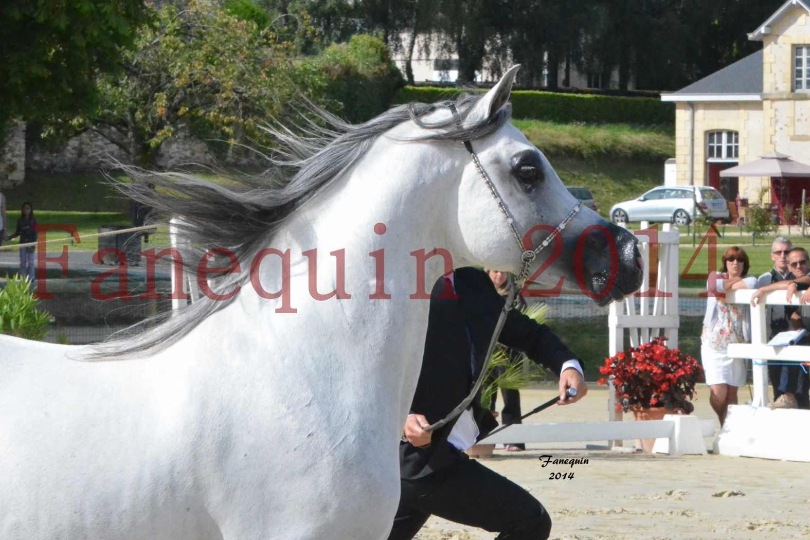 CHAMPIONNAT DE FRANCE  2014 A POMPADOUR - Notre Sélection - Portraits - SHAOLIN DE NEDJAIA - 06