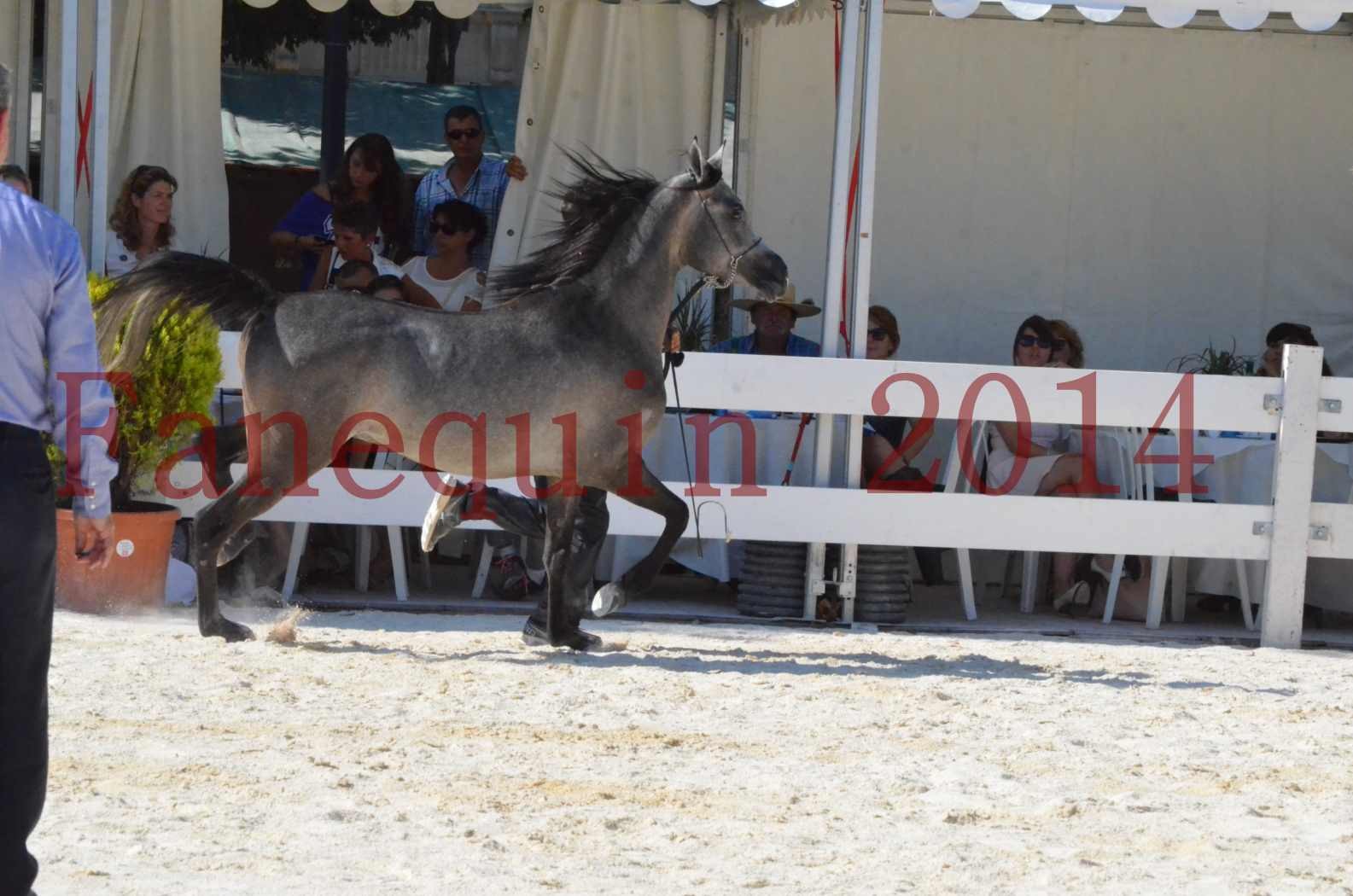 Concours National de Nîmes de chevaux ARABES 2014 - Championnat - JOSEPH'S BOUZIOLS - C 11