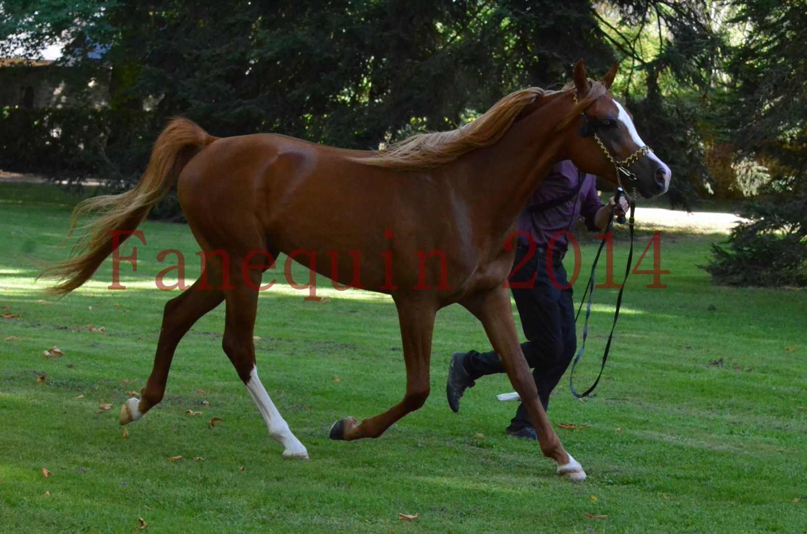 Championnat de FRANCE 2014 - Amateurs - SELECTO IBN SAMAWI - 124